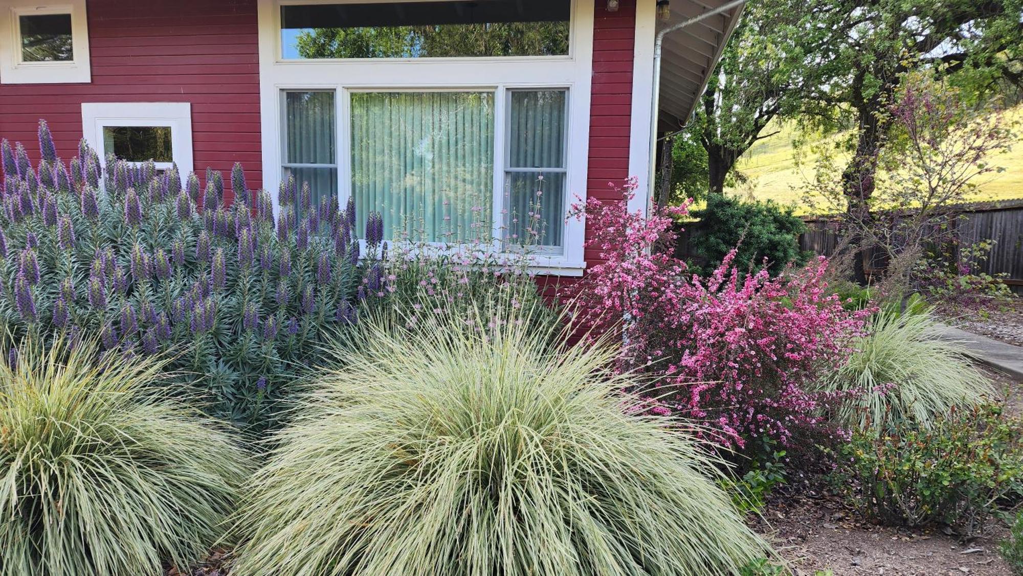 Amitabha Wine Country Cottage Santa Rosa Extérieur photo